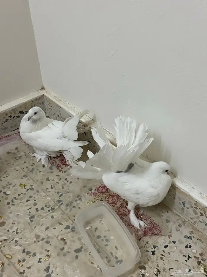 للبيع حمام زينه 4