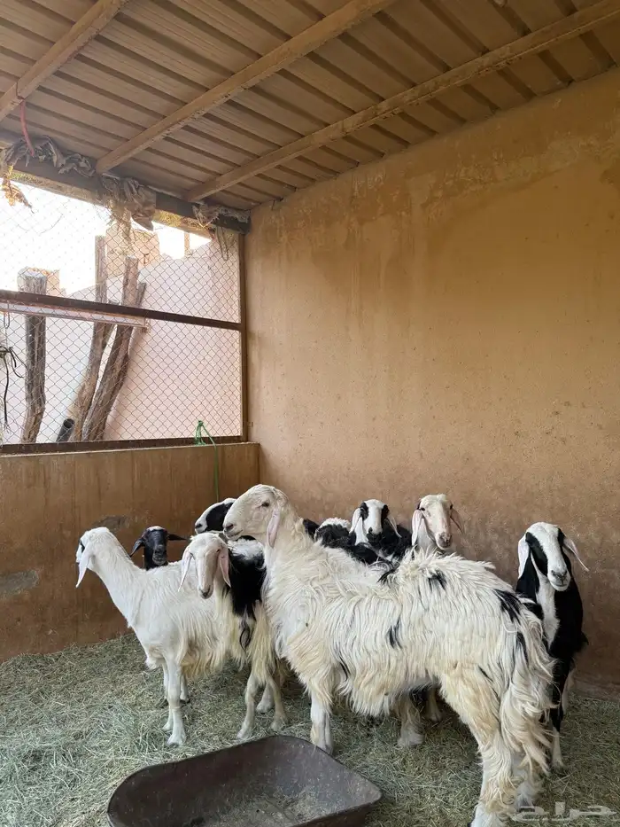 فحل للبيع 0