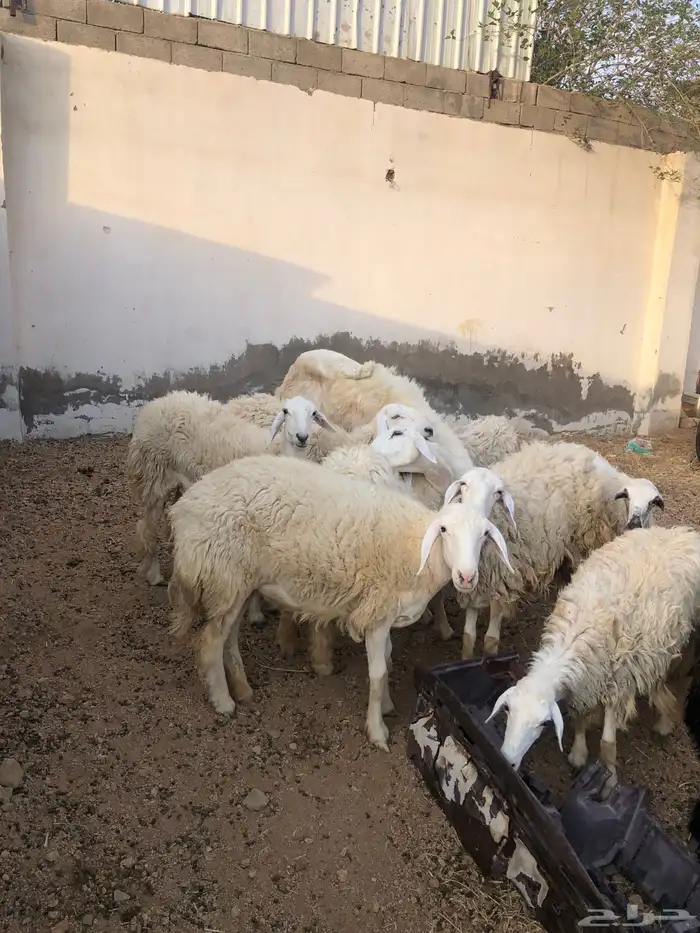 رخال مضاريع بفحلها تم البيع تم البيع الله يبارك لراعيها 2