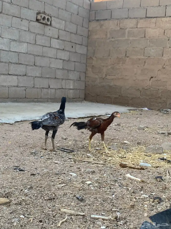 ديكه باكستانيه 0