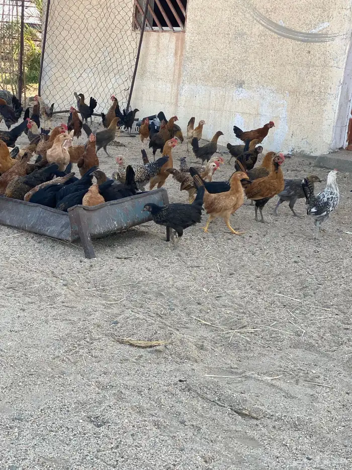 البيع دجاج العدد 100 الشرط من المرض 1