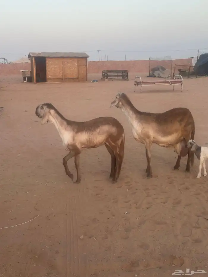 سواكنيه كفووو خلفه 4