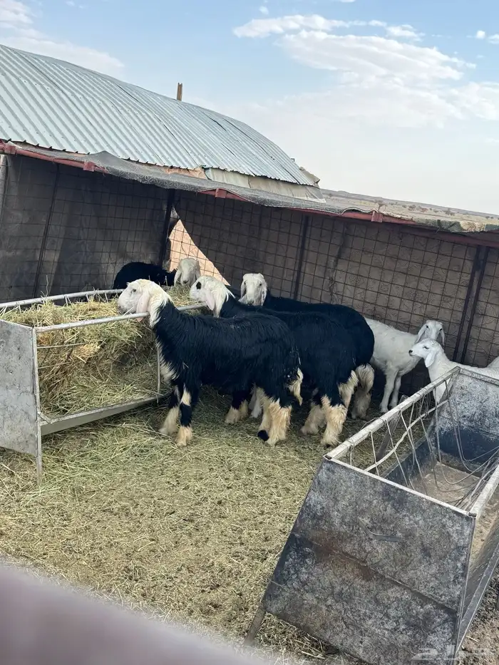 خرفان نجد خبره 2