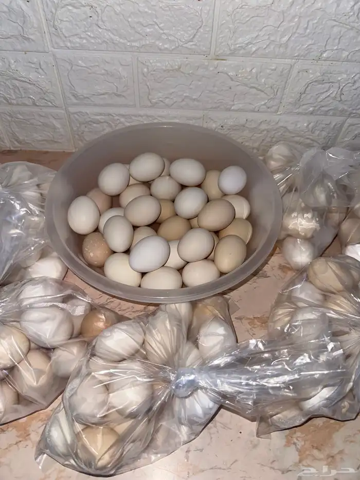 بيض بلدي الطبق 25 1
