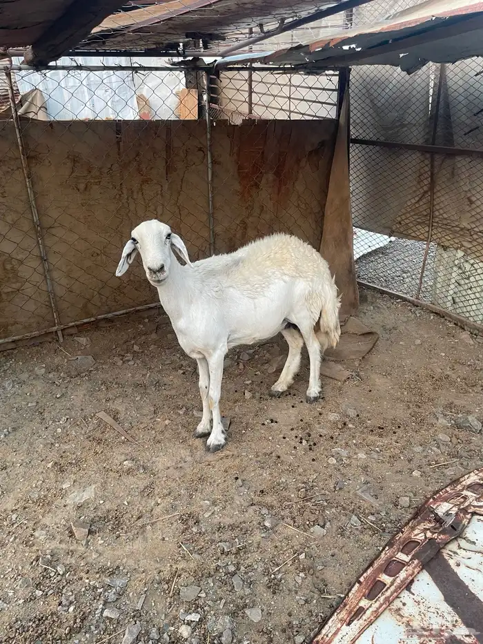 عنز ونعجه 7