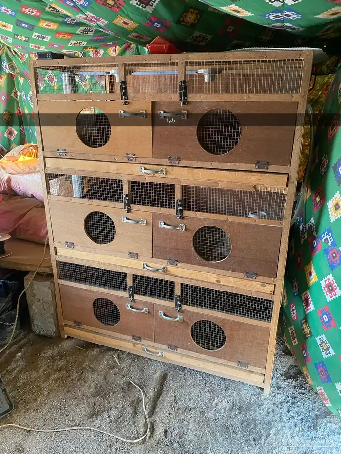 حضانة صوص 2