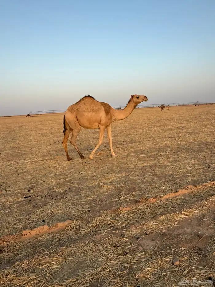مجاهيم ضرايب للبيع 13