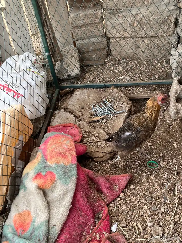 دجاج عربي اصيل موقع وادي بن هشبل 2