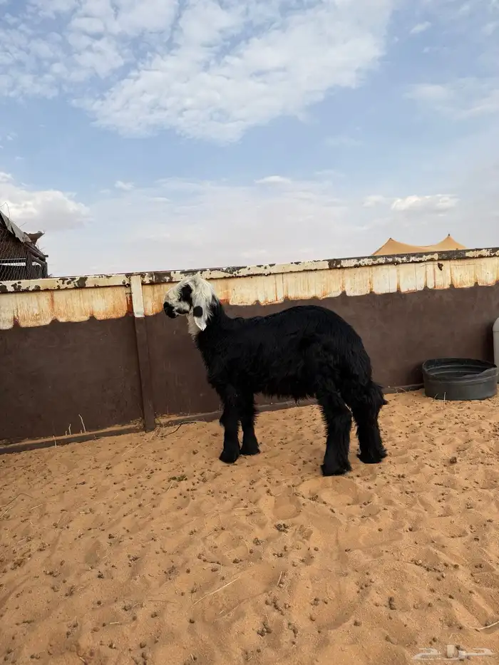 مشروع فحل نجدي 0