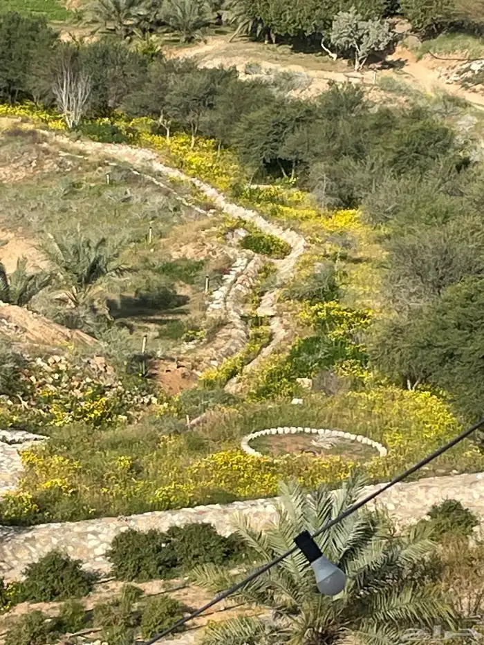 أشجار بريه احجام كبيره للبيع 0