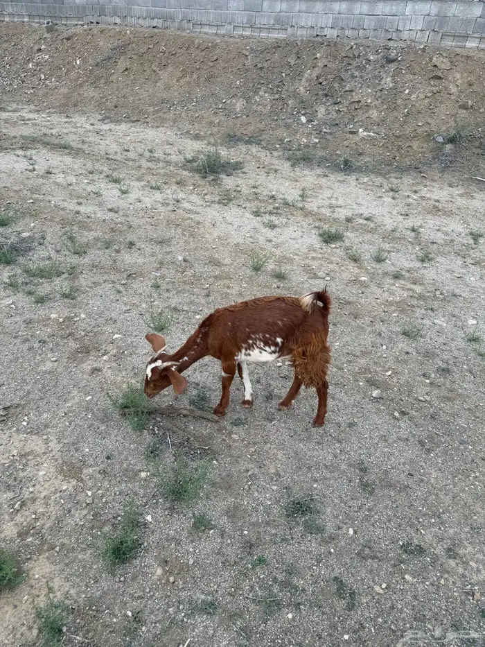 2 عنقان وتيس 9