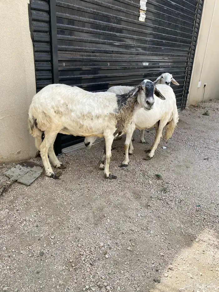 عرض غنم كفو صنف فاخر 0