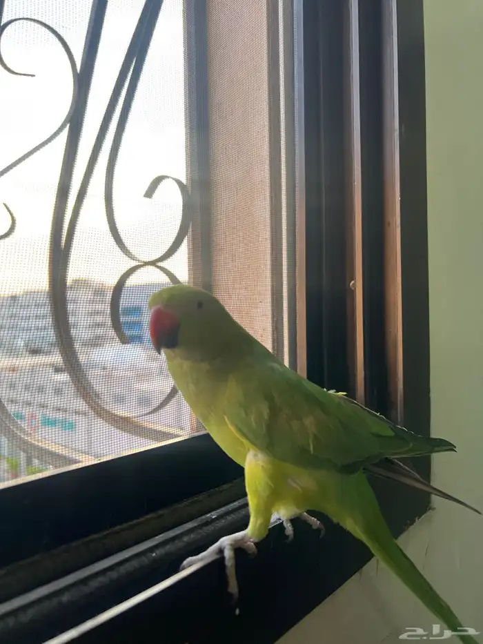 بغباء درة 1