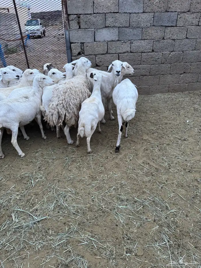 غنم للبيع 5