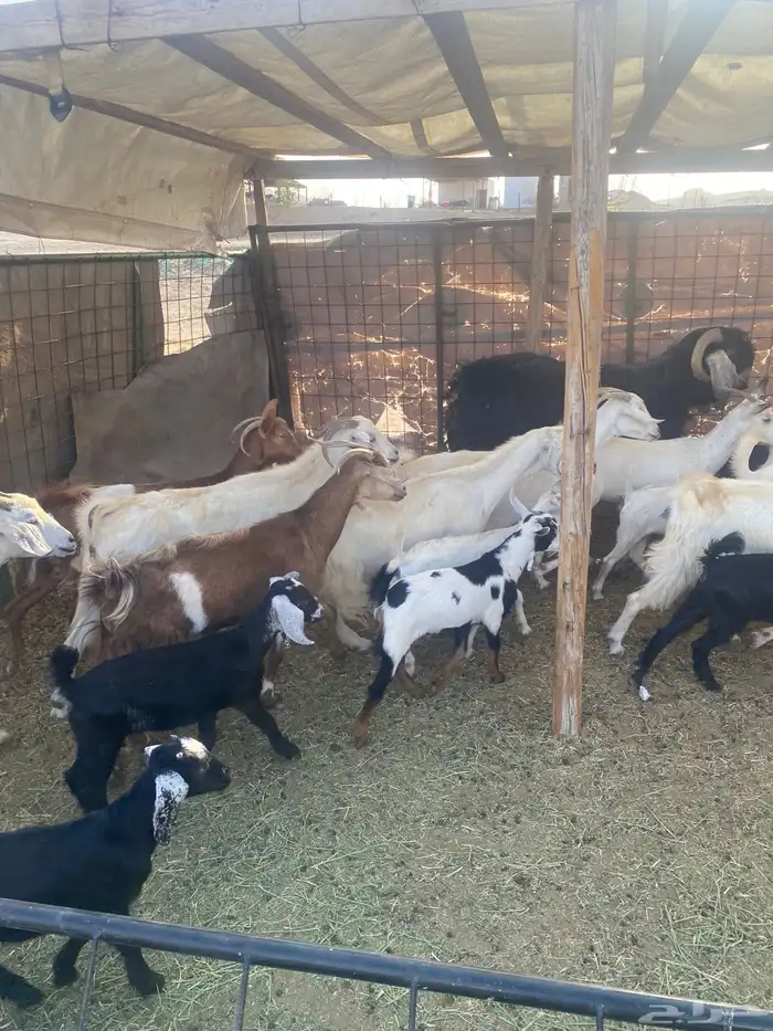 مع ا خلفات صغار تم البيع 0