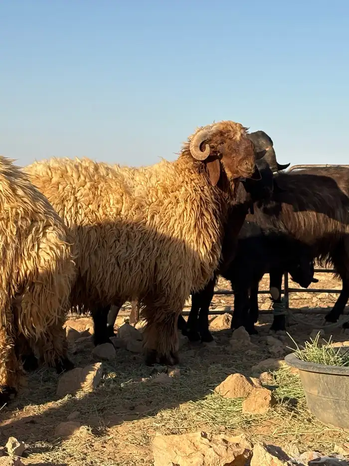 جذعان فواخر للبيع 8