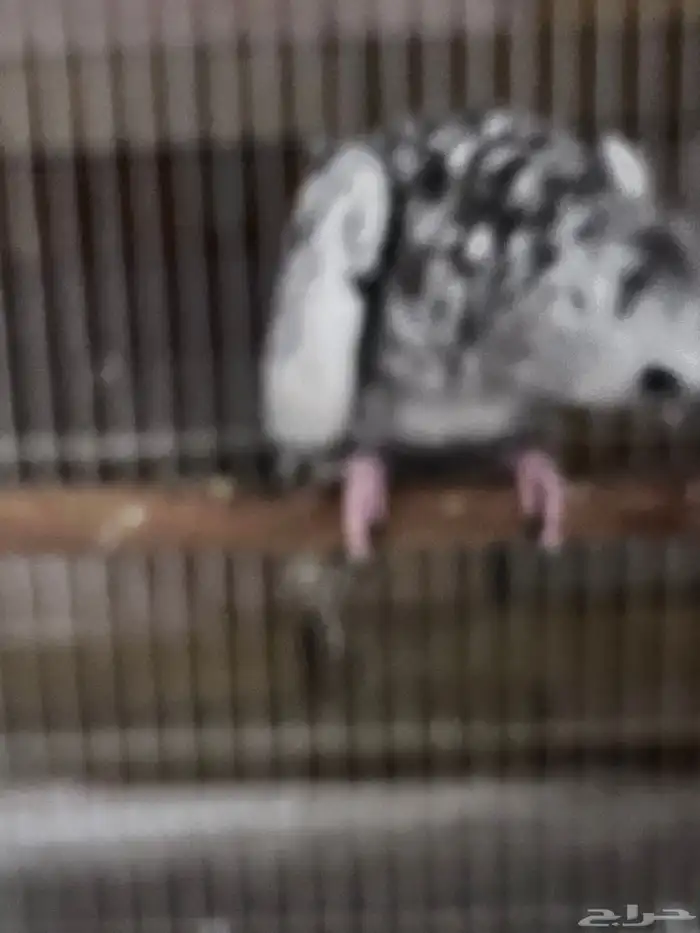 4 طيور كروان هولندية وطير روز 2