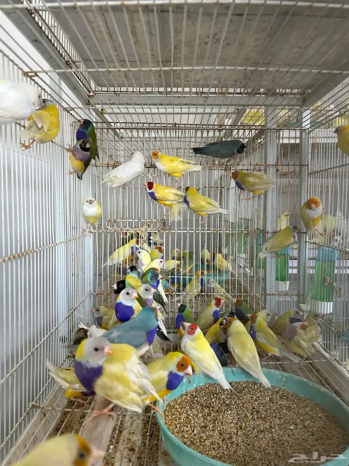 عرض ازوج قولدن فينش جمله قطاعي 3