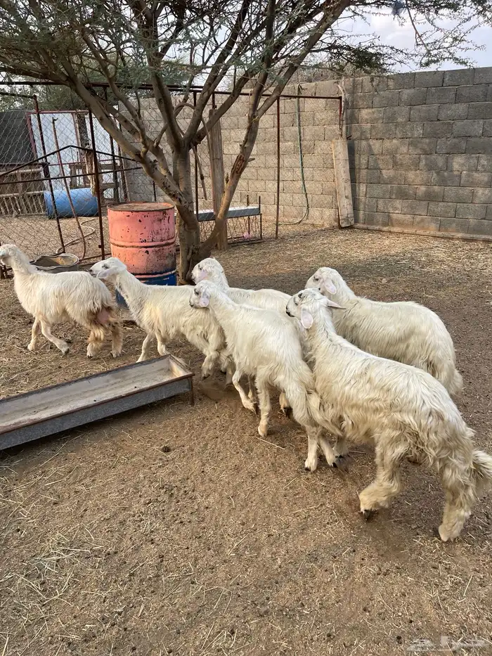 خرفان صفر نجران بلديات 1