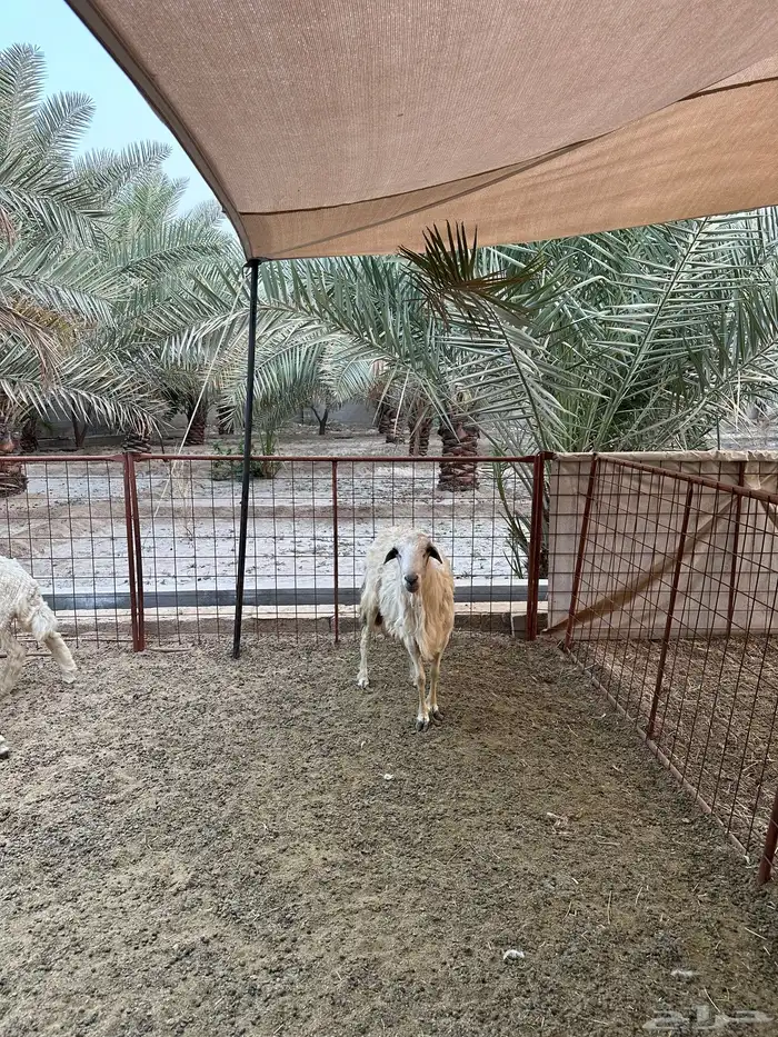 فحل حري مهجن برفيدي شرط 0