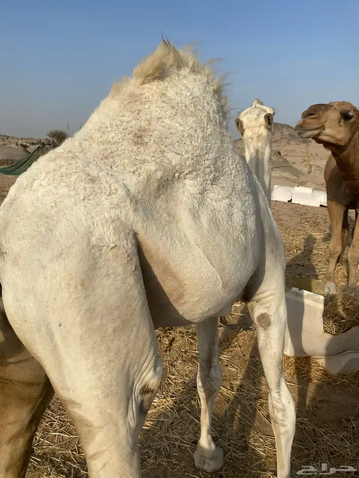 حاشي لباني على الحليب 1