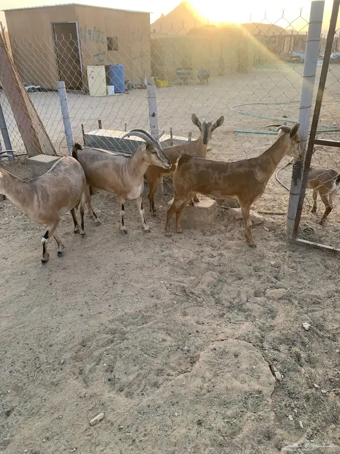 معزا هجين وعل 0