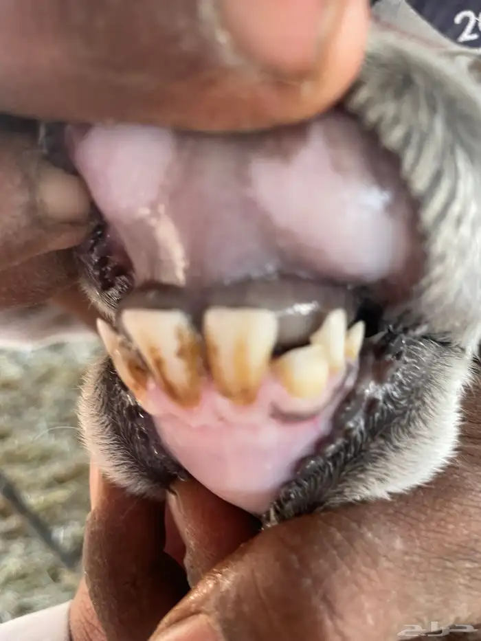 رخل حرشا دافع شرط سونار ورخل عيسيه 3