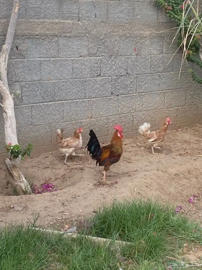 دجاج بلدي حضان 0