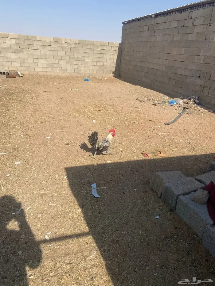 دجاج لبيع العد 8 دجاج و ديكن 1