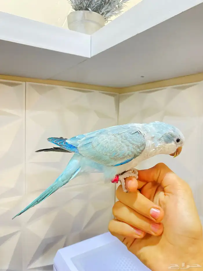 للبيع ببغاء كويكر اليف جداا 1