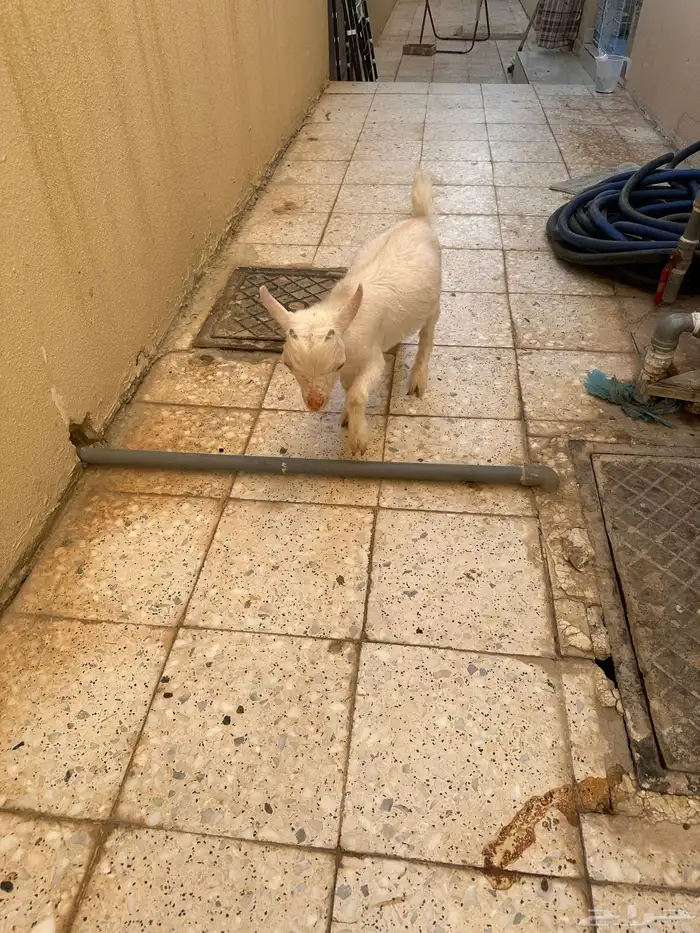 ماعز قزمي 1