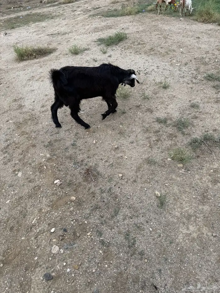 2 عنقان وتيس 1
