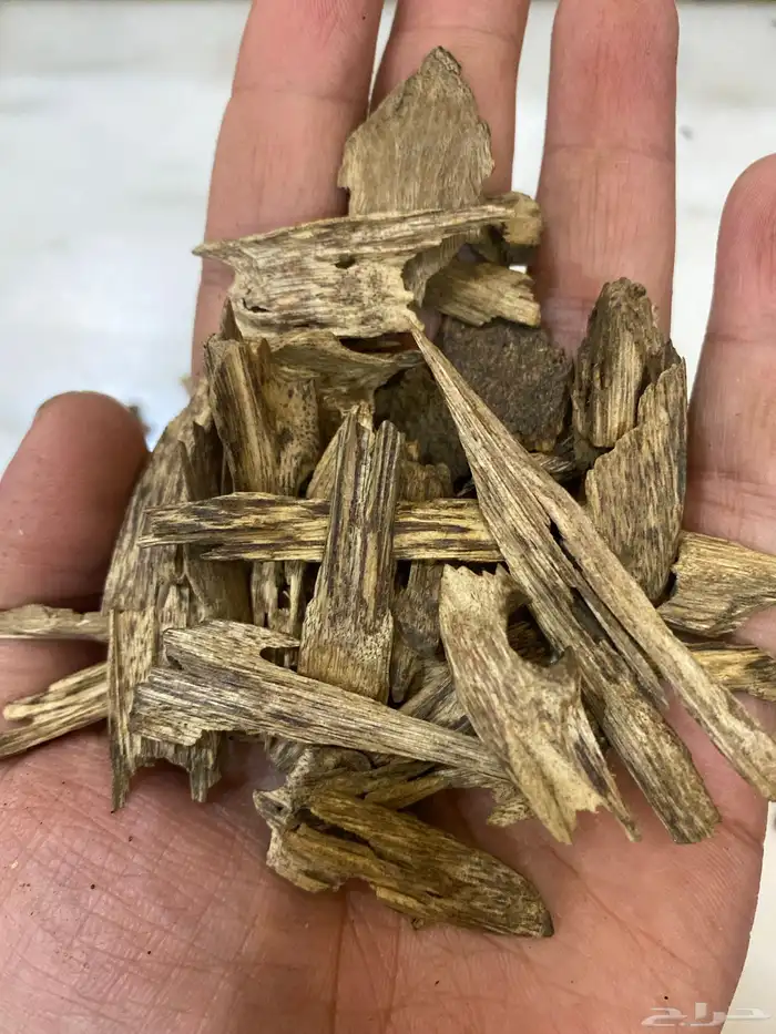 عود كلمنتان طبيعي سوبر مرتفع عرض اليوم الوطني 1