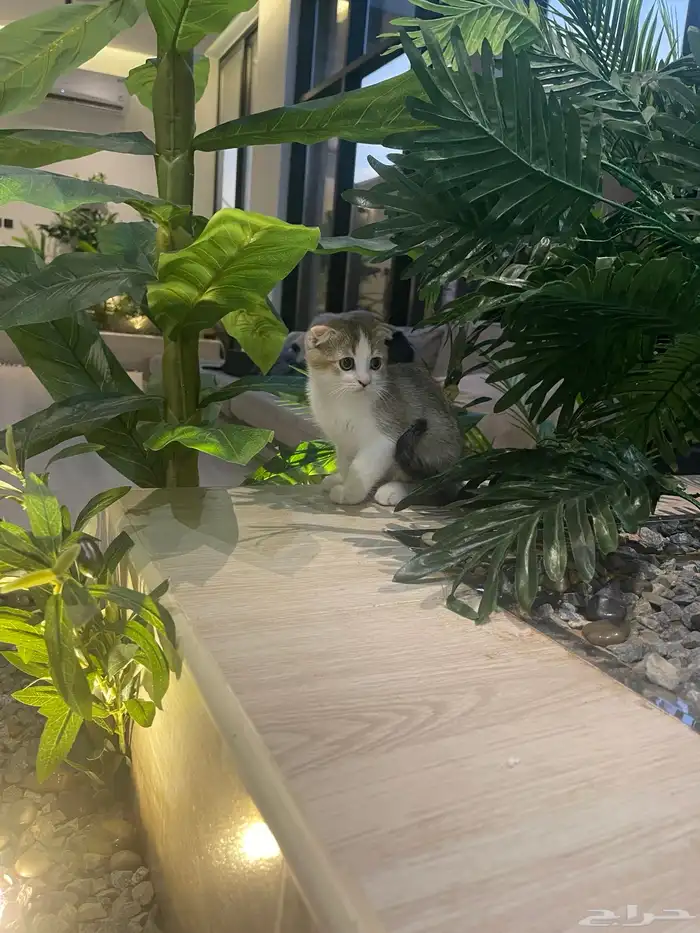 سكوتش ذكر بيور ( تم البيع) 3