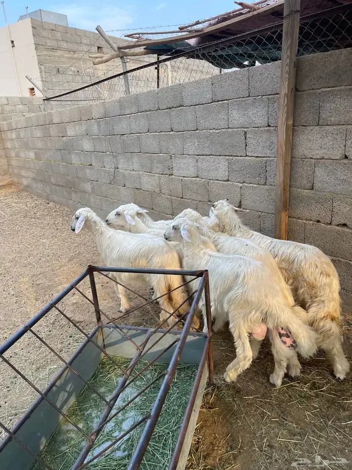 خرفان صفر نجران بلديات 0