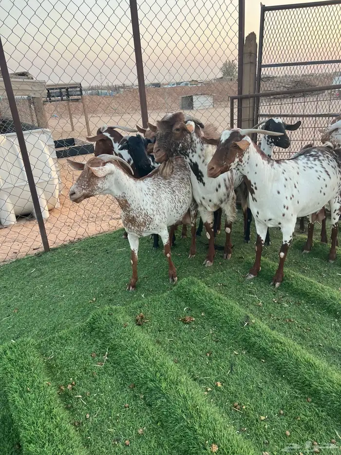 ماعز جنوبي 2