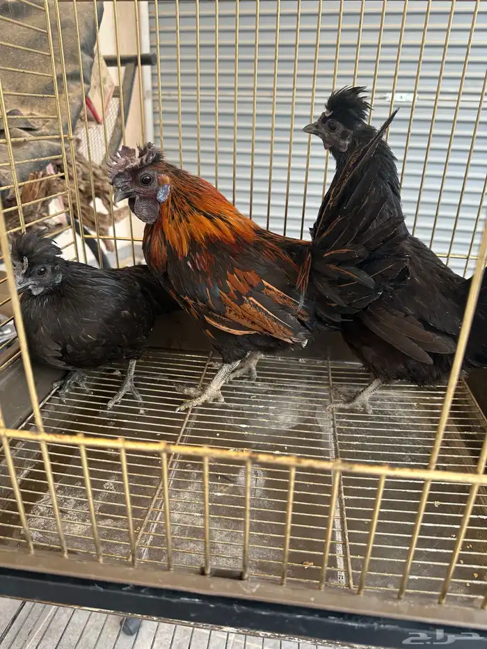 دجاج حباحب كويتي قزمي 4