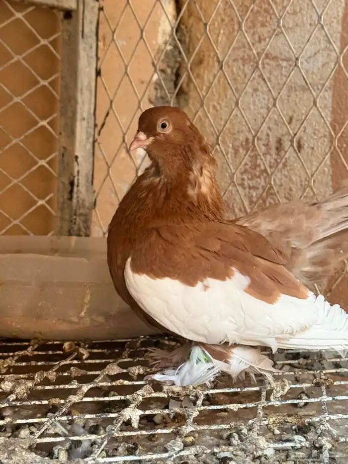 نوادر الحمام 5
