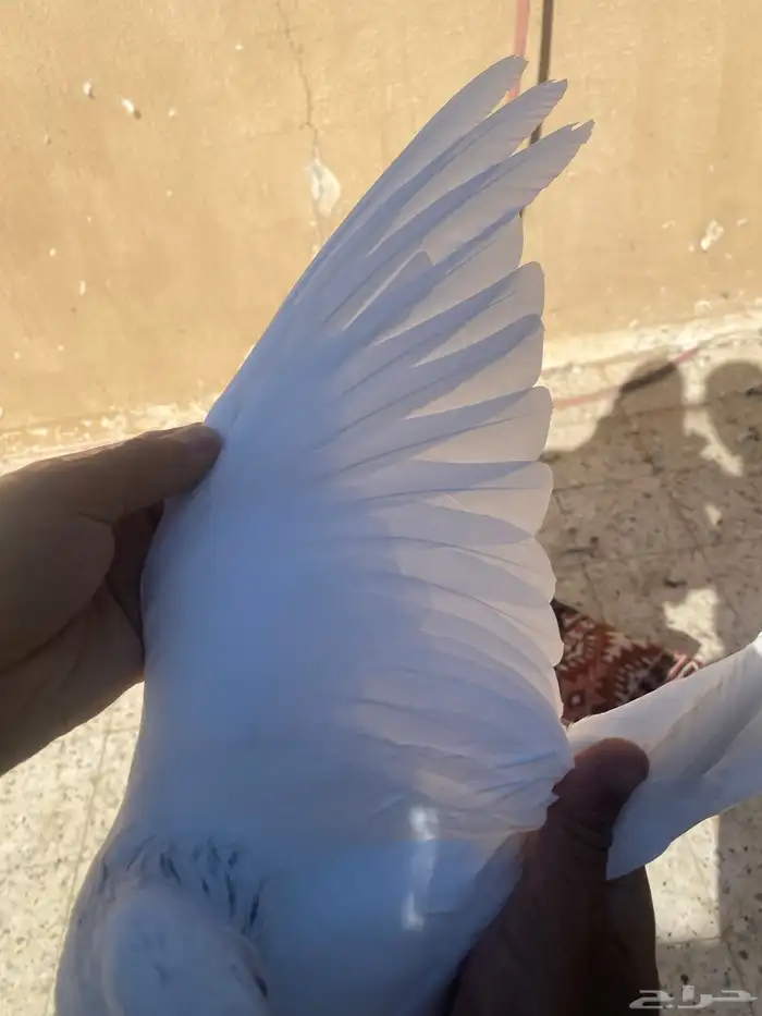 جوز رام حد 200وباقي الفرايد ع السوم 1