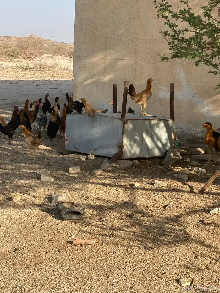 البيع دجاج العدد 100 الشرط من المرض 6