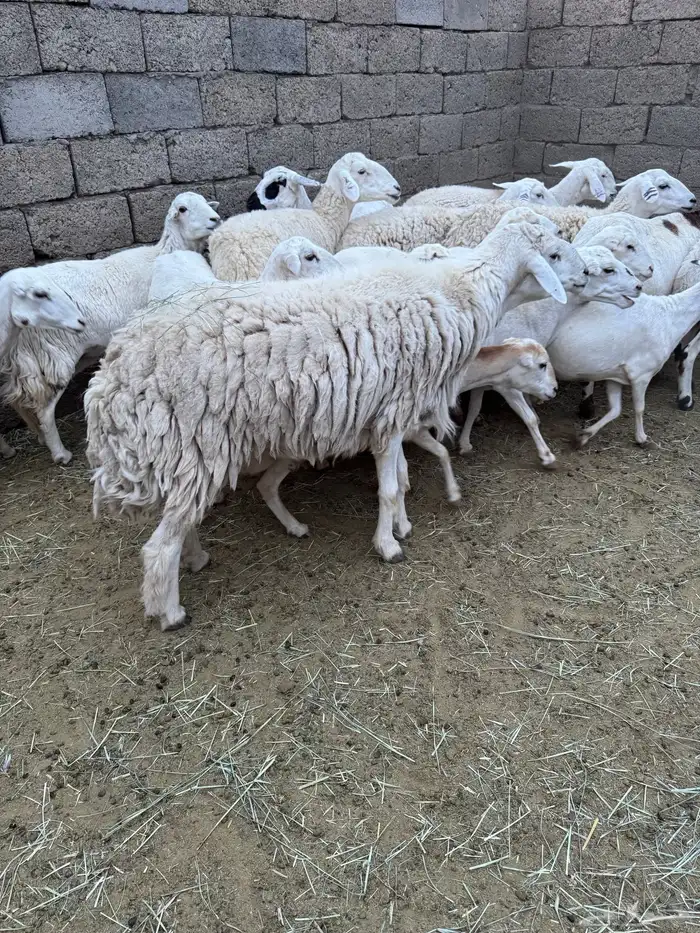 غنم للبيع 3