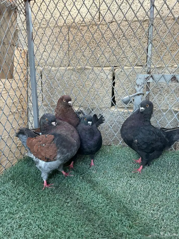 حمام كنق مدينا 2