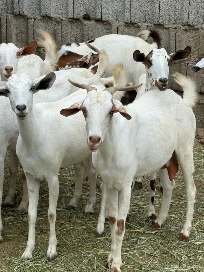 ماعز جروم وارتفاع طيب 1