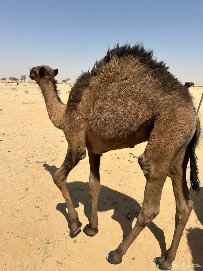قعود للبيع 1
