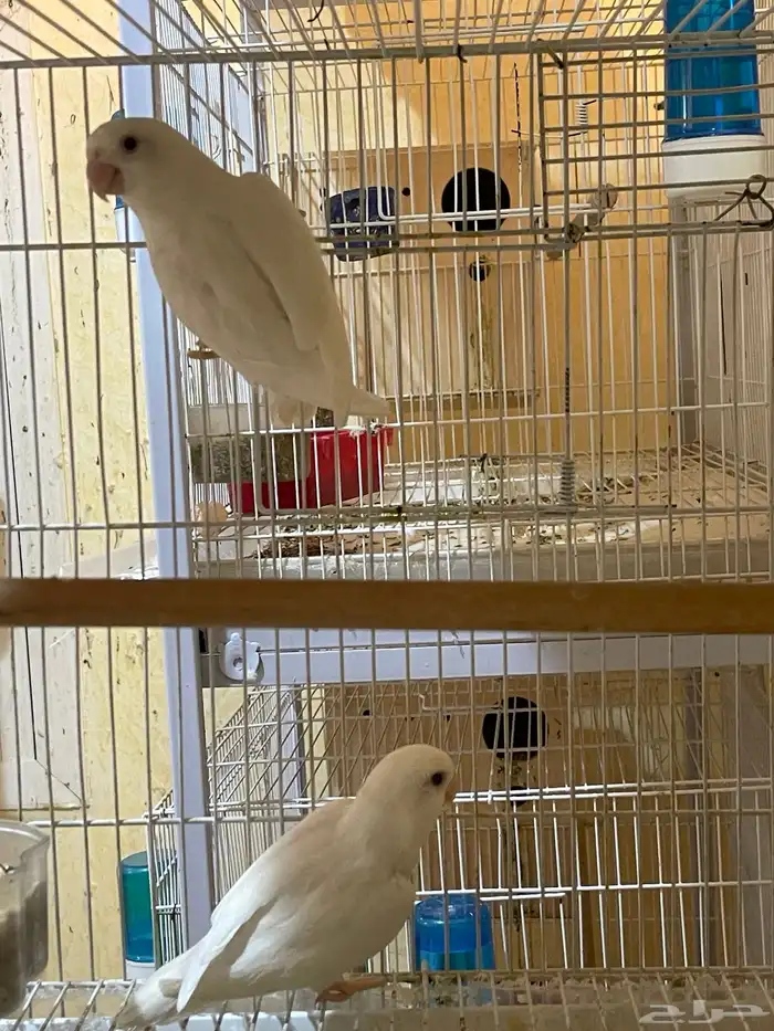 جوز روز البينو 3