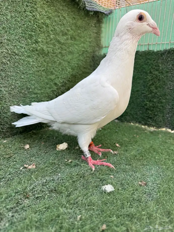 زاجل ابيض 7