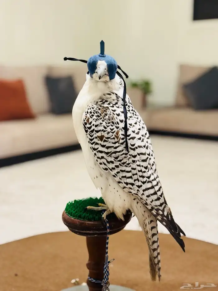 جير بيور طير 0