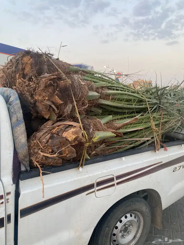 يوجد لدينا نخل مثمر البيع جميع انواع النخيل المثمر 2