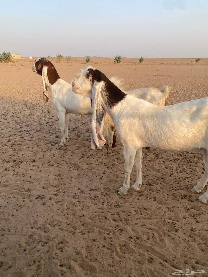 معزا هولنديات نوادر جروم فواخر توب التوب .. 1
