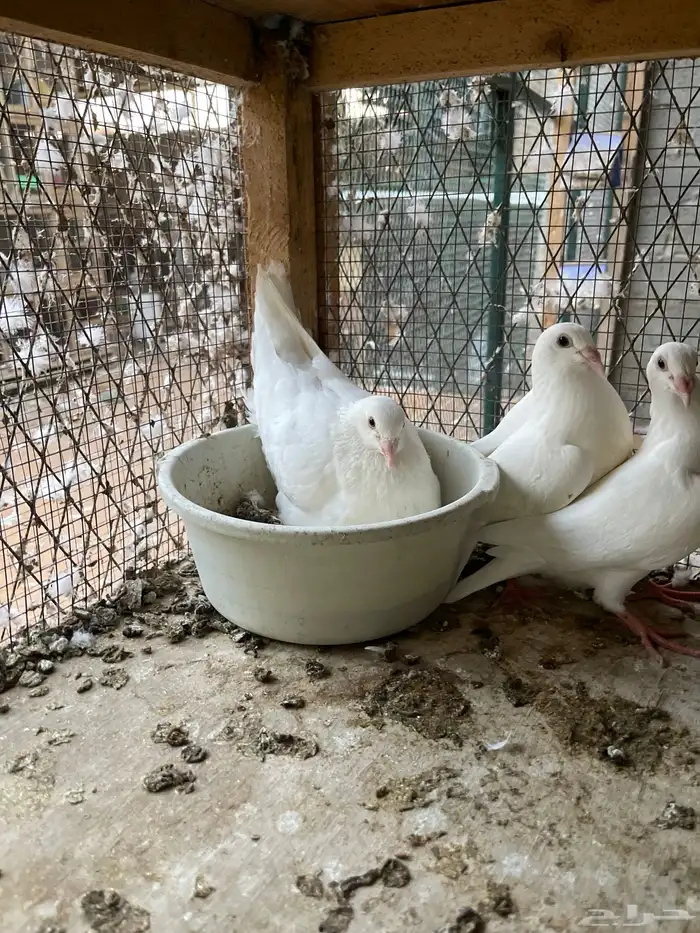طبة زاجل ابيض 2